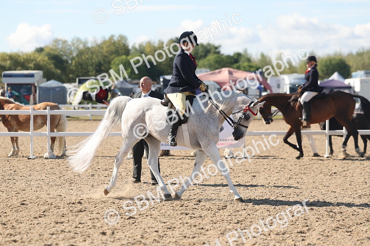SBM_13046 - Class 305 - Ridden Foreign Breed Pure Bred