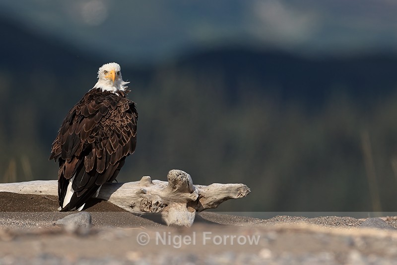 Bald Eagle perched looking back, Lake Clark NP, Alaska - Bald Eagle