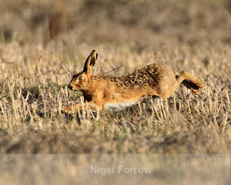 Brown Hare running in a field at South Leigh, Oxfordshire - Hare