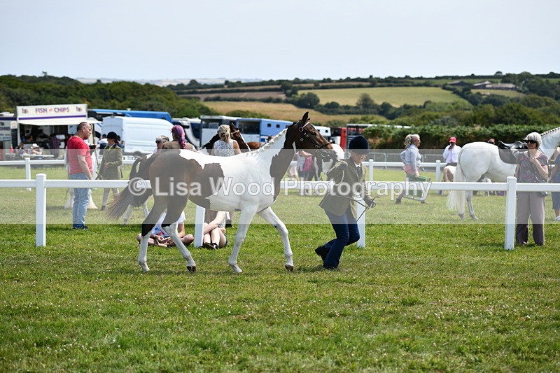 DSC_7480 - Class 63: Coloured Horse Youngstock