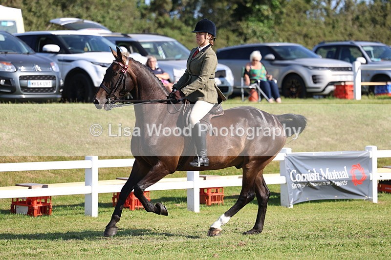 3E7A5561 - Class 2: Rising Star Large Hack/Riding Horse