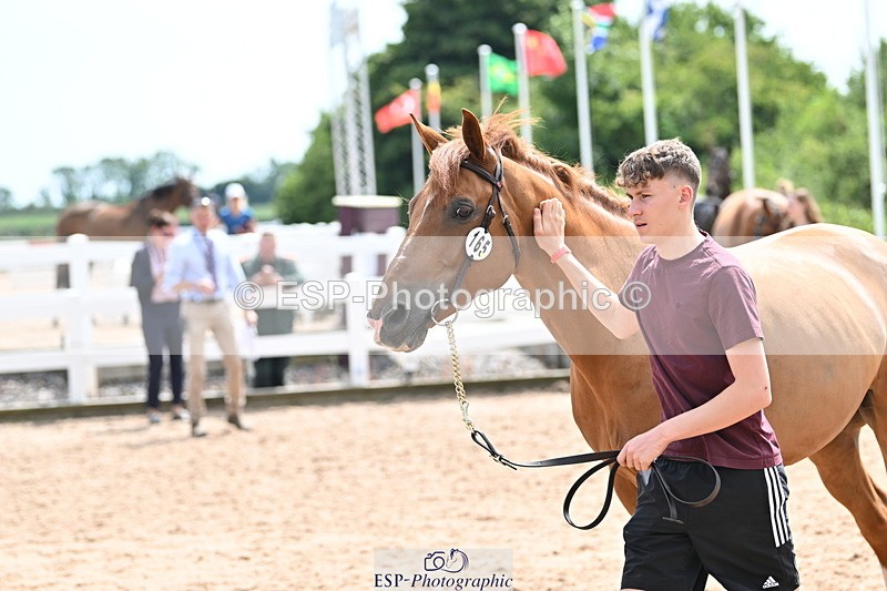 240717A-144519-02265 - Trot Up 2pm to 3pm - This folder is not in time order