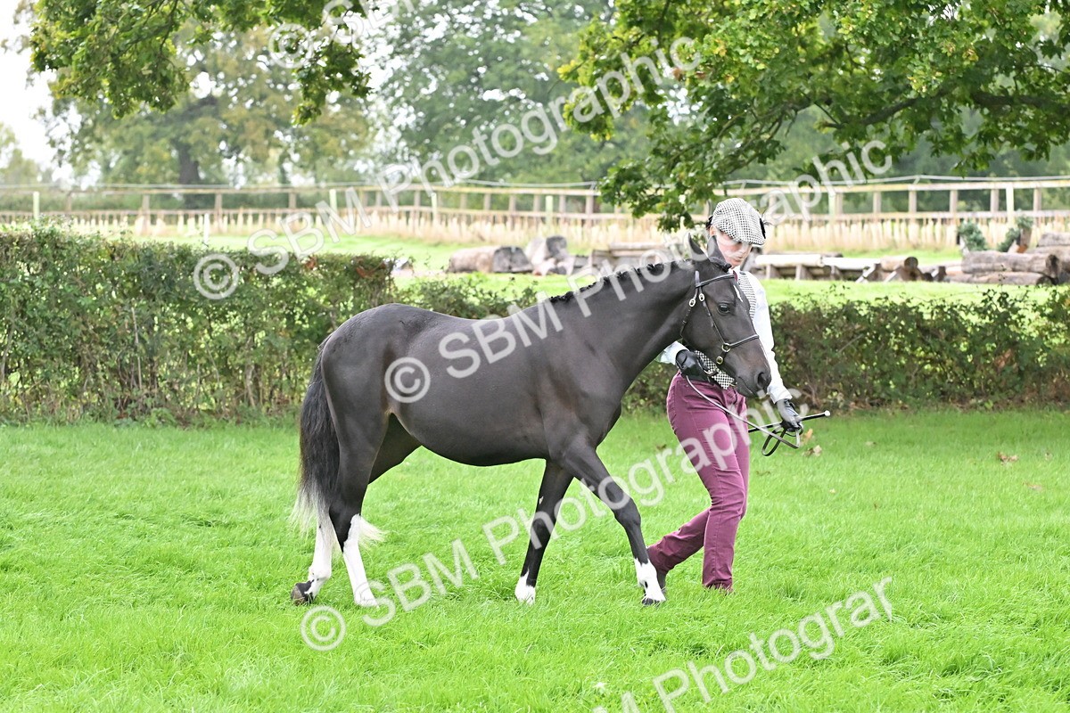 SBM_57537 - S46 - Part Bred Arab & Native Pony In Hand
