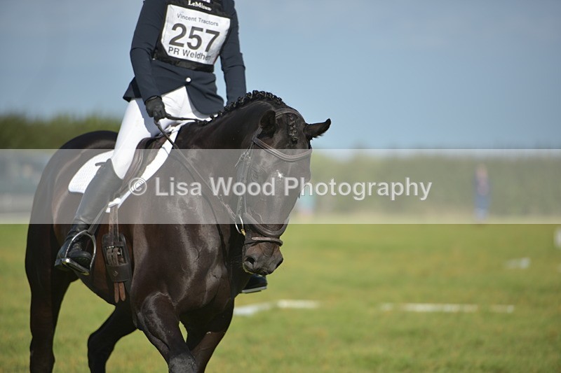 RAY_7437 - Class 2B: Trekenning Open: Dressage