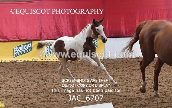 JAC_6707 - 15 Ziggy of Westoak