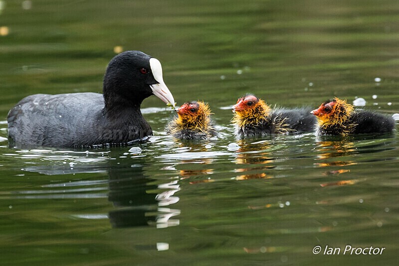 Park Life - Coot feeding chicks - Nature