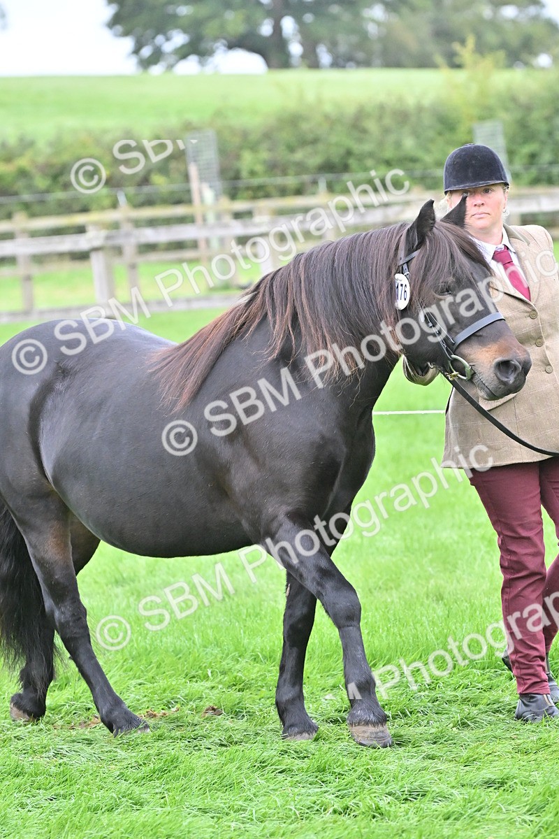 SBM_60910 - S48 - Mountain & Moorland In Hand Small Breeds