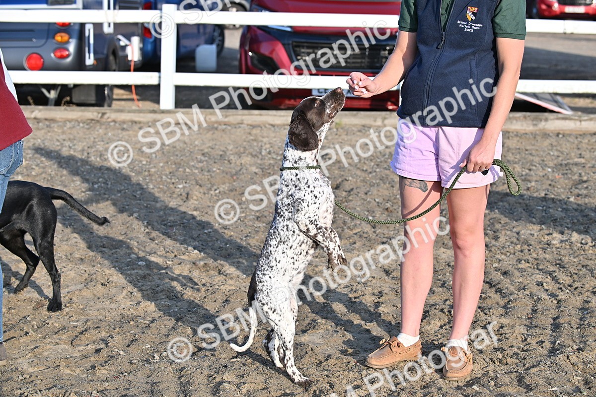 SBM_09439 - Lorry Dogs