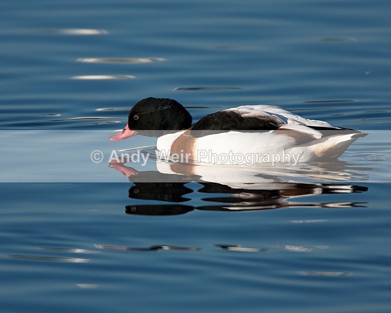20081128-IMG_0773 042 - Shelduck