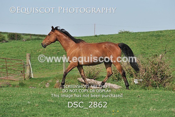 DSC_2862 - ARCHIVE REQUEST - Quincy and Guinness