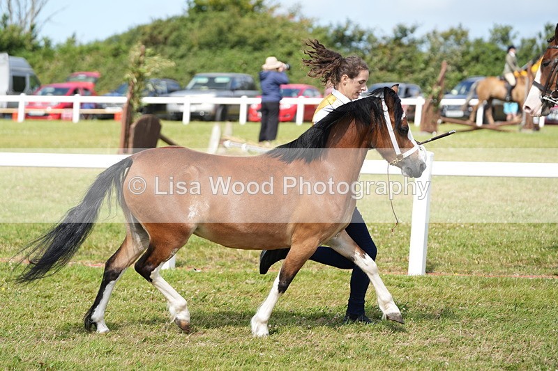 DSC05433 - Class 50: NPS M&M 4 years and over Small Breeds