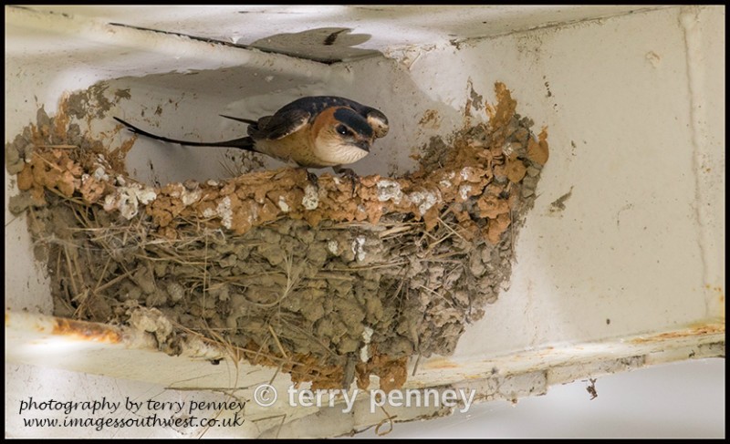  - Birds