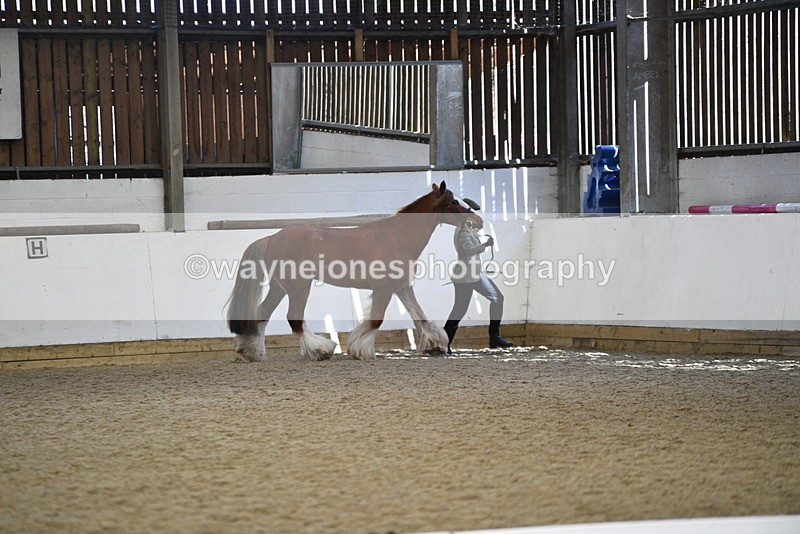 WJ5_5294 - Class 8 In hand cob