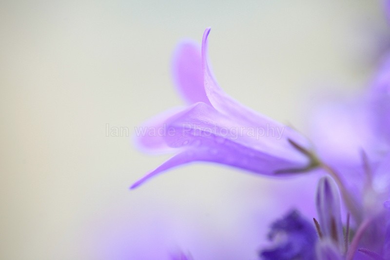  - Wild Flowers,  plants & Fungus photography, Great Britain