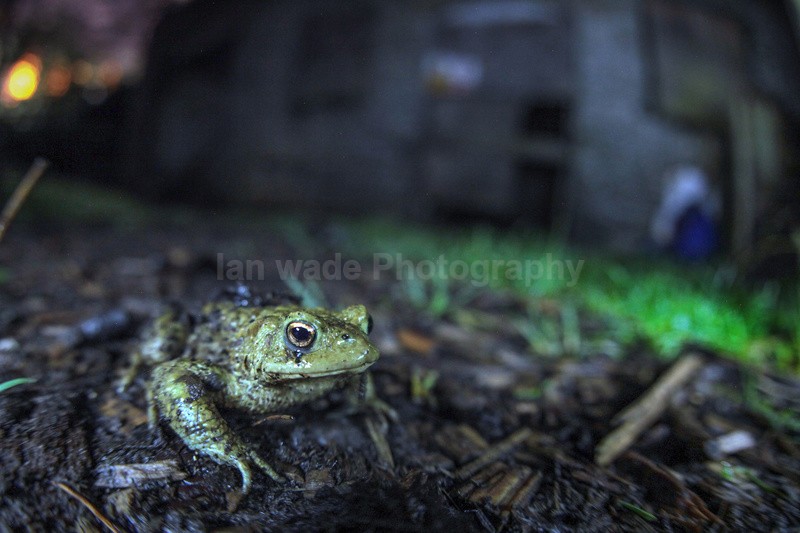 Common toad, Bristol UK - Reptiles, amphibians & pond life, Great Britian