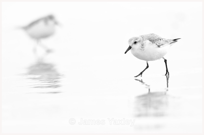 Sanderlings on Wet Sand - Latest Work