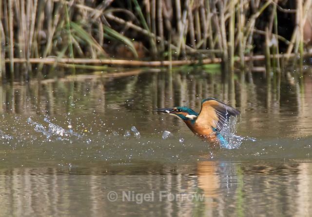 Kingfisher bursts from the surface of the water with a fish at Otmoor - Kingfisher