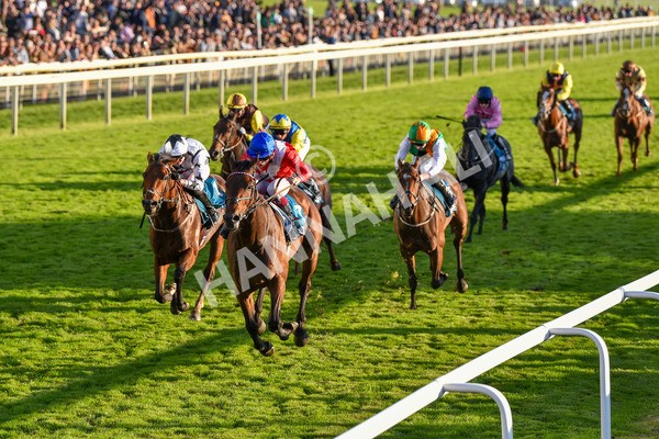 141023-Race 7-Star Ahoy-1657 - Race 7 4.45pm Coral 'Committed To Safer Gambling' Finale Handicap