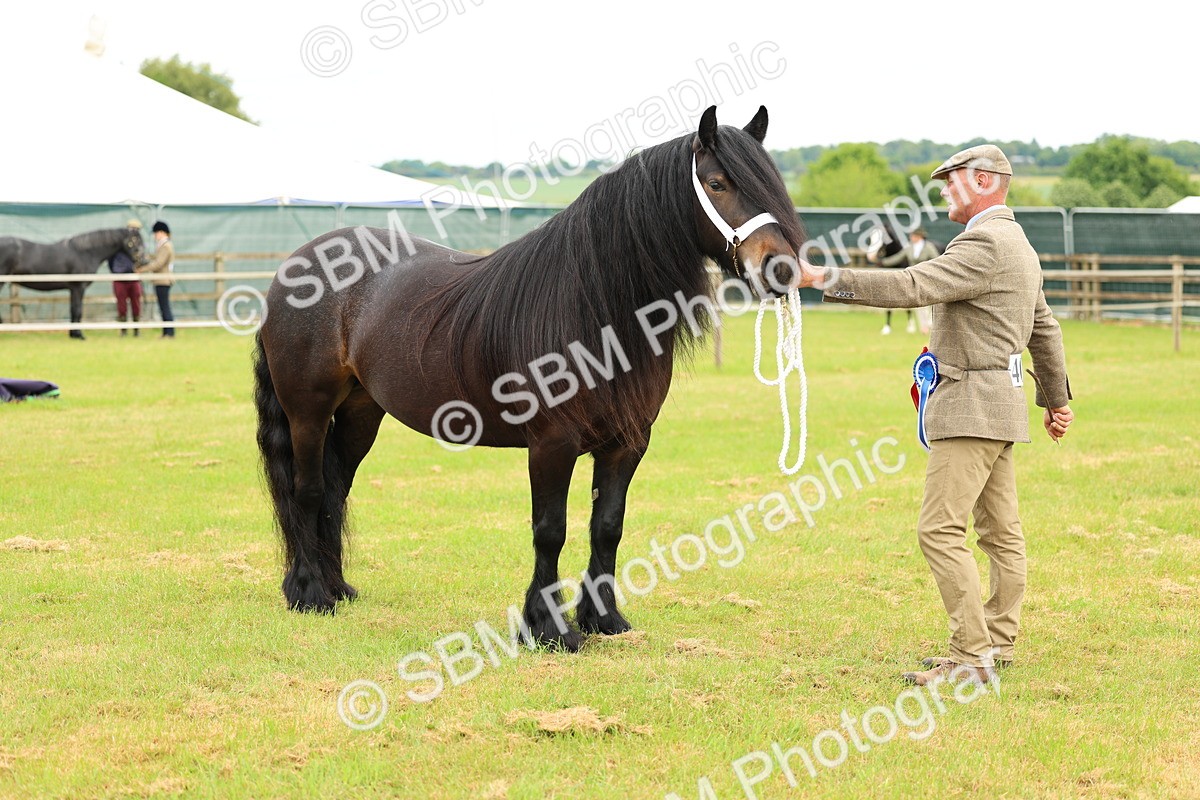 SBM_00633 - Class 58-67 - M&M Non Welsh Pony In hand