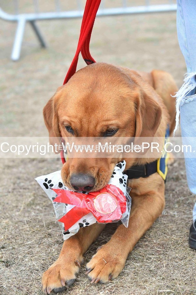 SH4_0178 - Dog show.