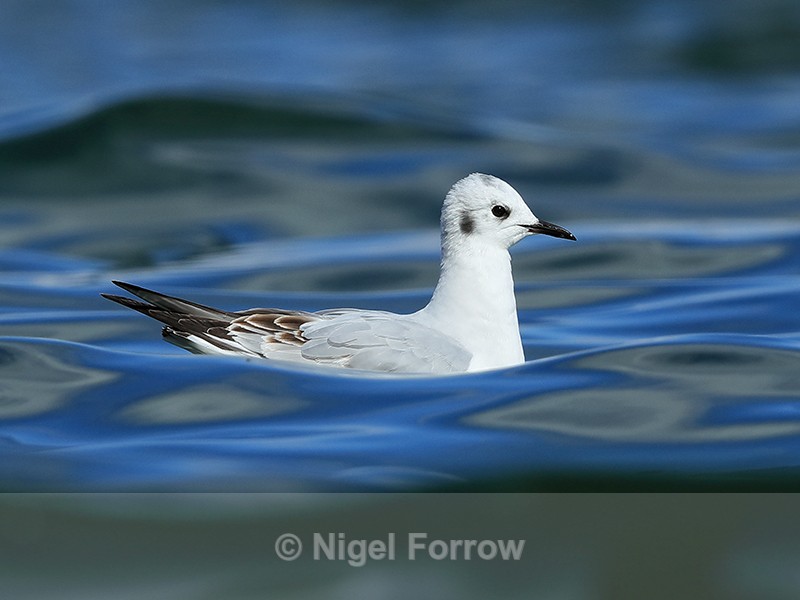 Bonaparte's Gull on water, Farmoor Reservoir - Bonaparte's Gull