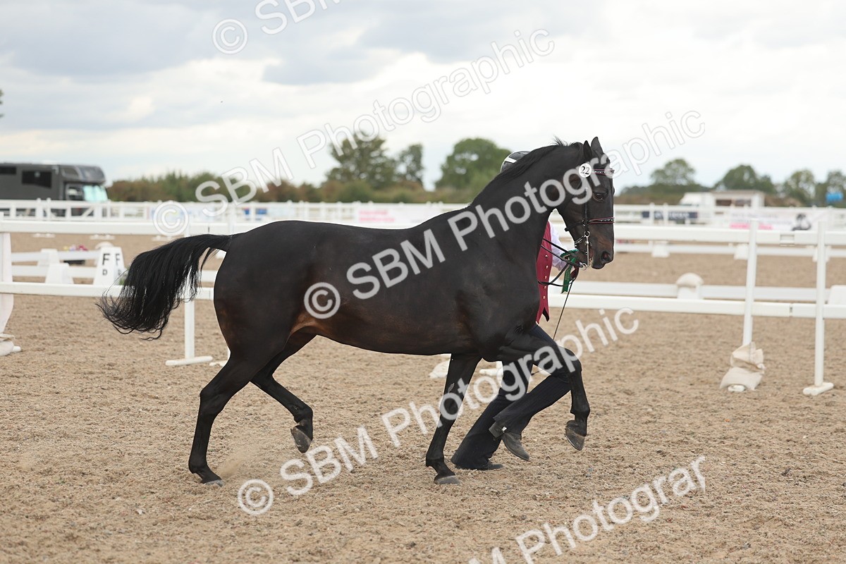SBM_06945 - Class 25 - IH Foreign Breeds - Purebred