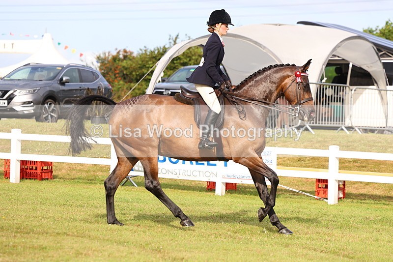 3E7A8044 - Class 2: Rising Star Large Hack/Riding Horse