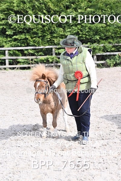 BPP_7655 - RING 1  (RIDDEN HORSES / IN HAND / VETERAN ETC)