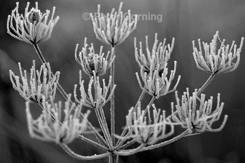 Frosty cow parsley - Flowers