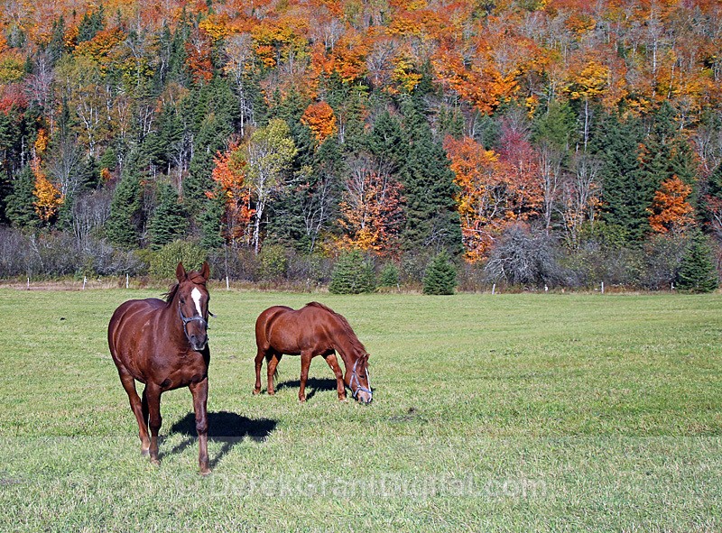 Fall Horses - Autumn Foliage New Brunswick Canada - Autumn Foliage