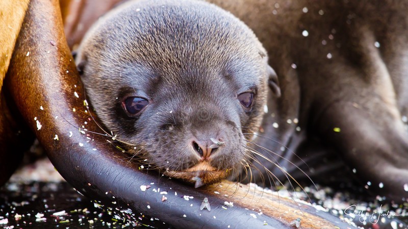 Sealion Cow and Pup