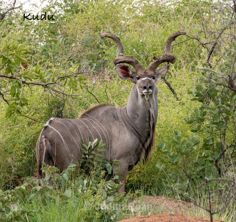  - South Africa Birds and Mammals