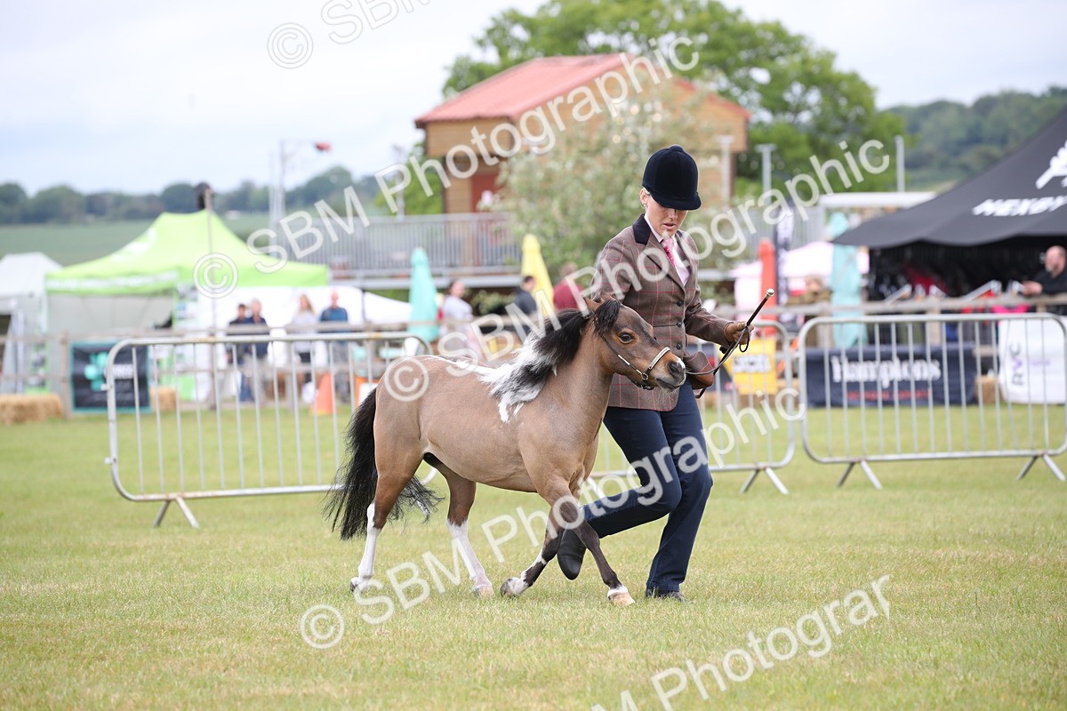 SBM_03974 - Class 23-25 - British Miniature Horse of the Year