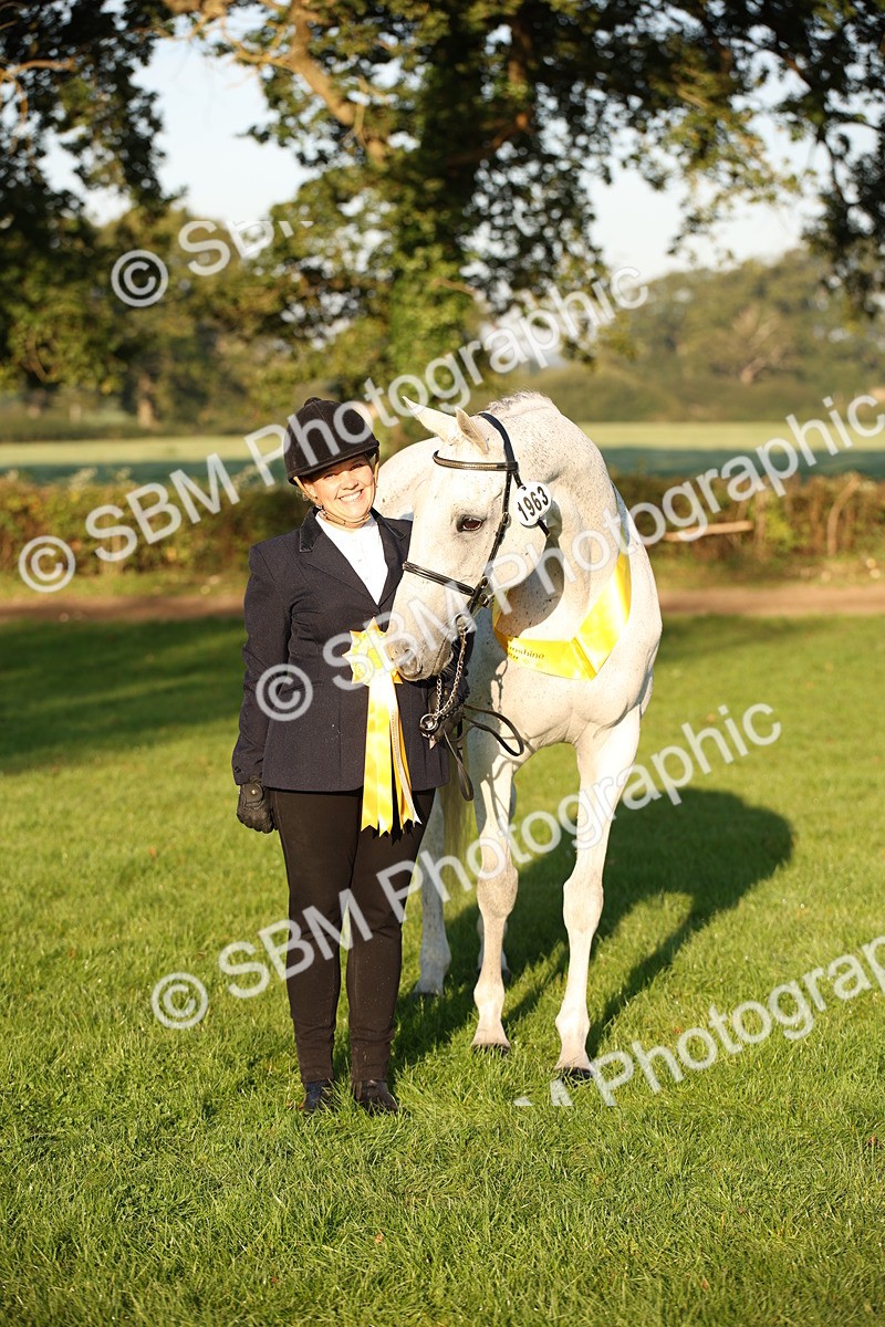 SBM_56926 - S49 - Riding Horse & Hack & Thoroughbred In Hand