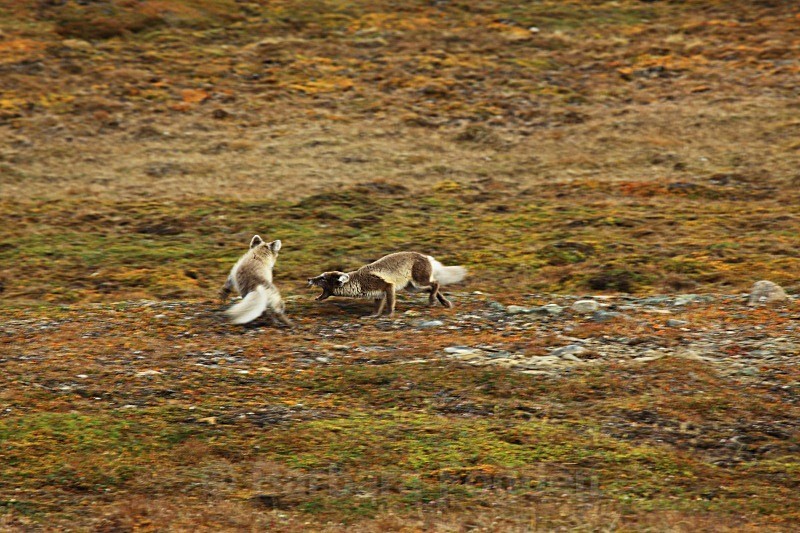 Arctic foxes 3816 - Wildlife