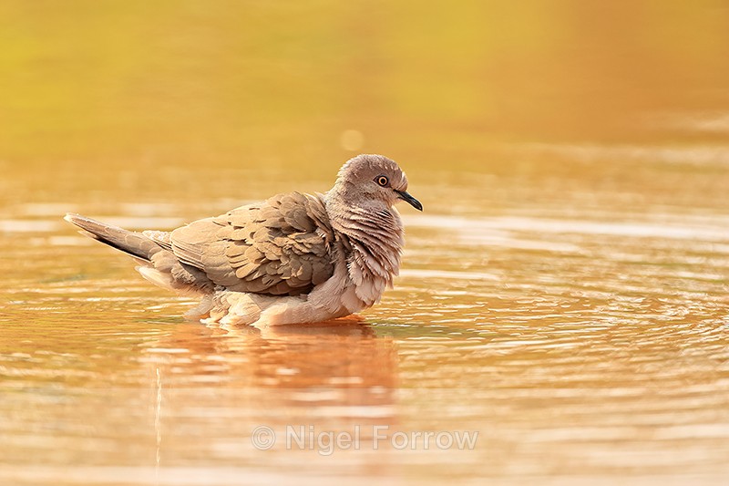 White-tipped Dove bathing, Mato Grosso, Brazil - White-tipped Dove