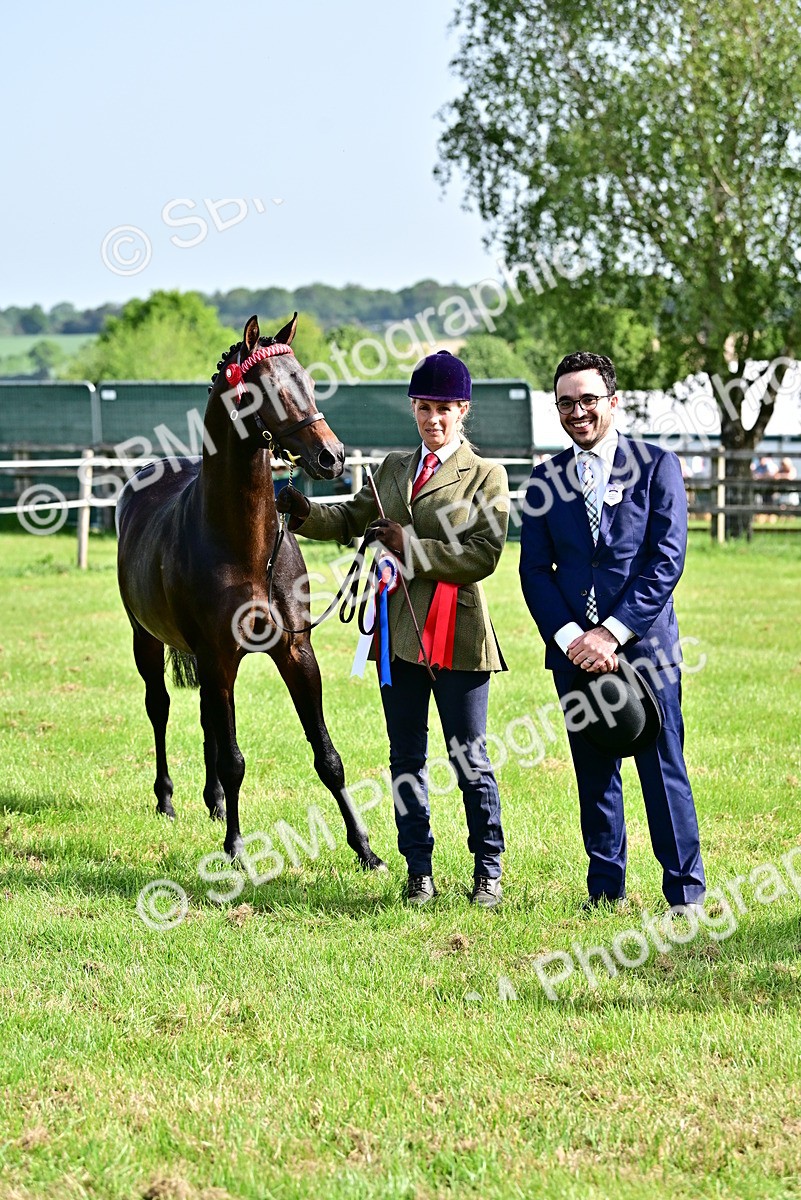 SBM_01110 - Class 46-49 - Arab and Part Bed-Anglo Arab In Hand