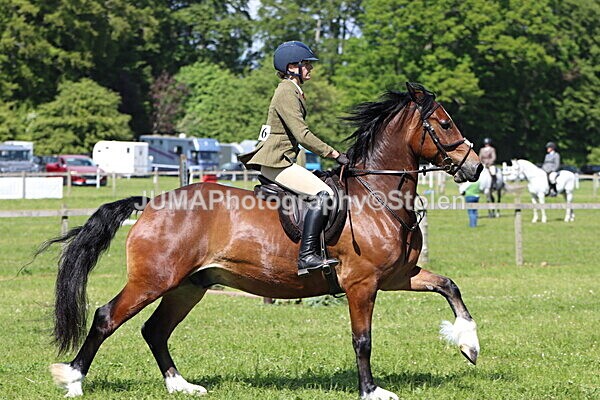 IMG_4229 - Working Hunter