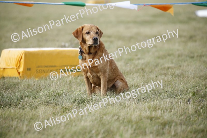 20250831-3916 - Dog Show