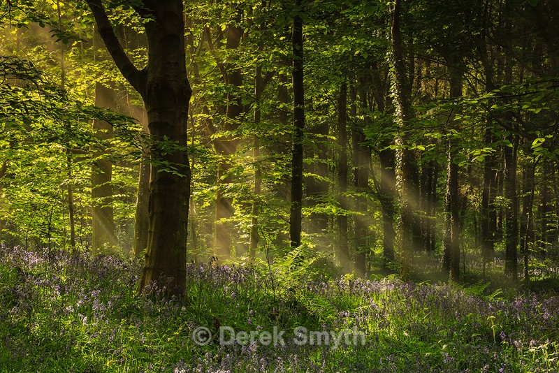Sunbeams On The Bluebells
