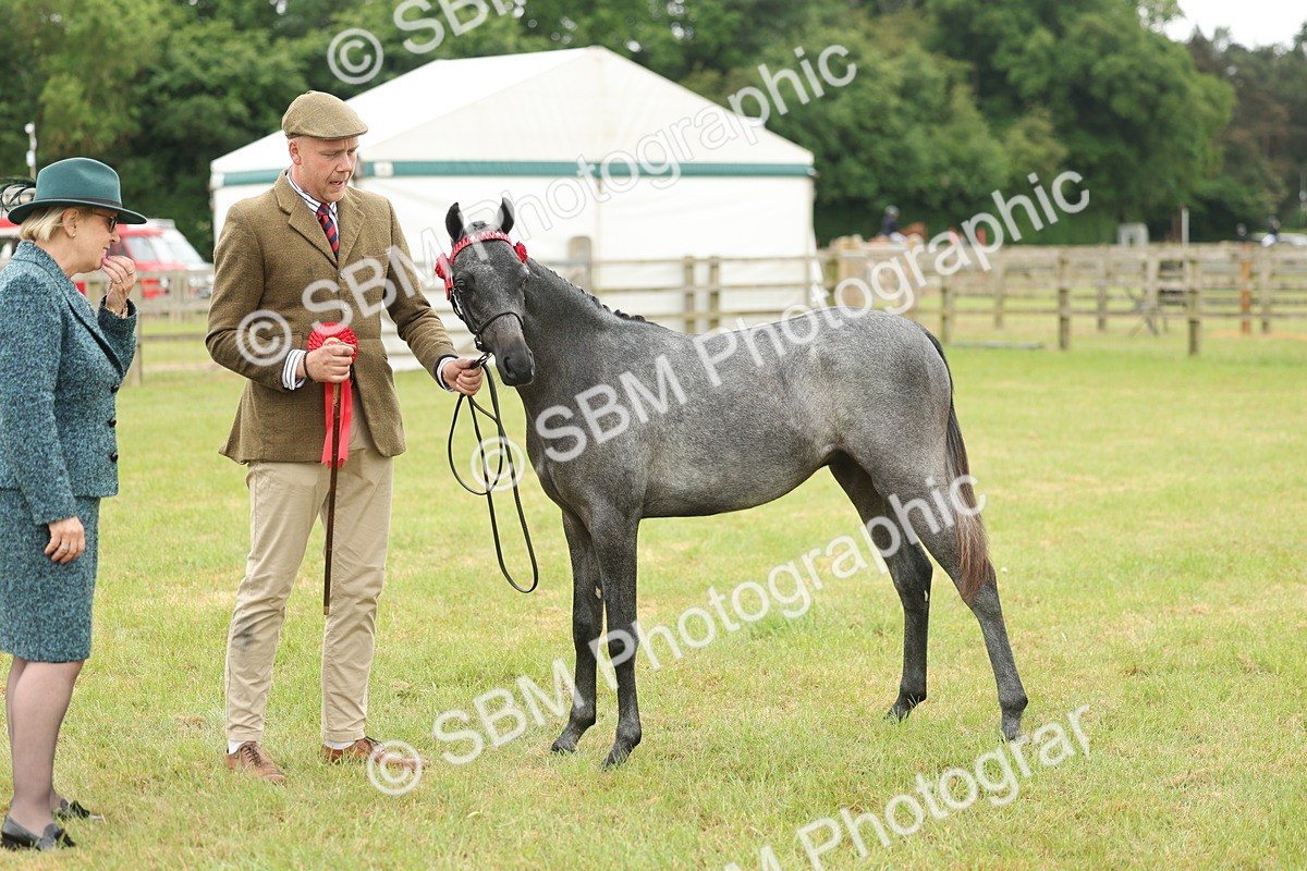 SBM_05368 - Class 68-73 - Riding Pony Breeding