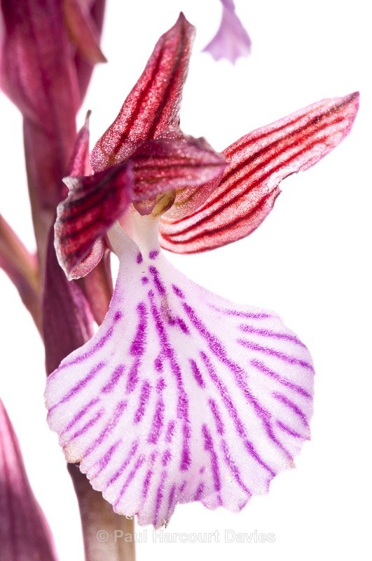  - WB: Orchids - Orchis
