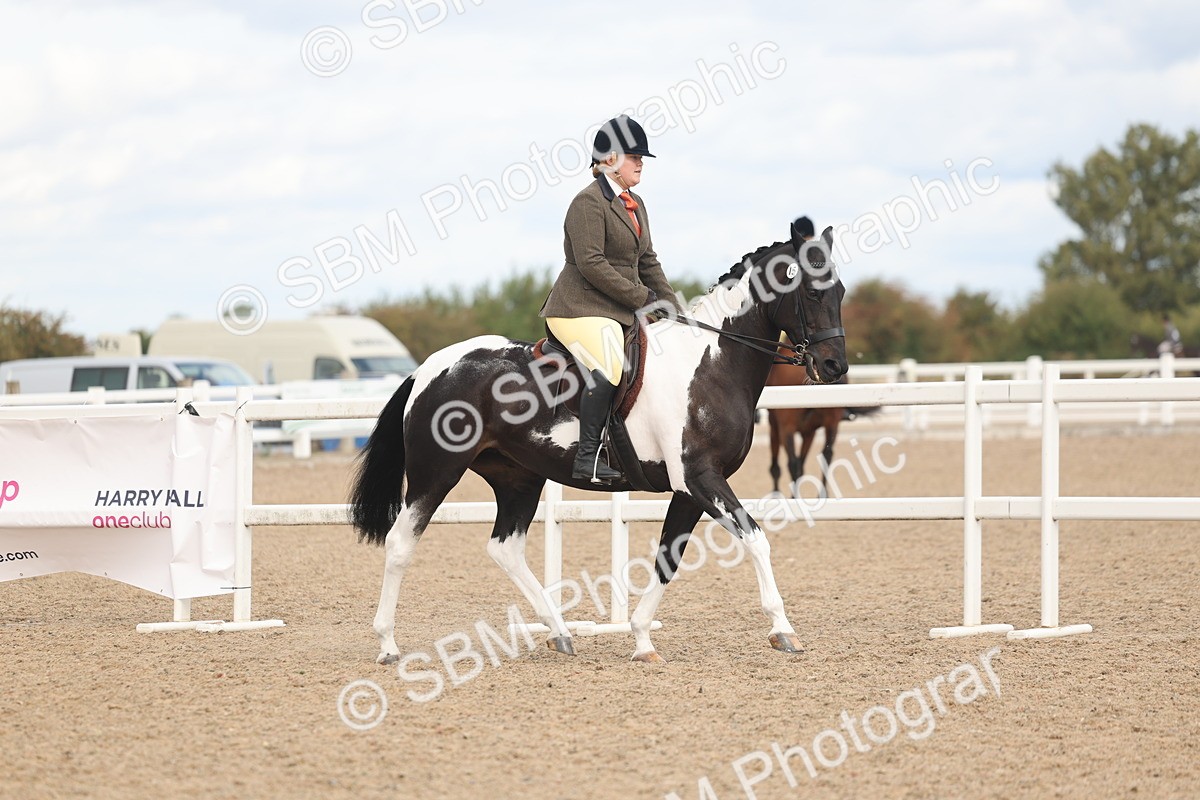 SBM_14732 - Class 308 - Ridden Coloured Horse
