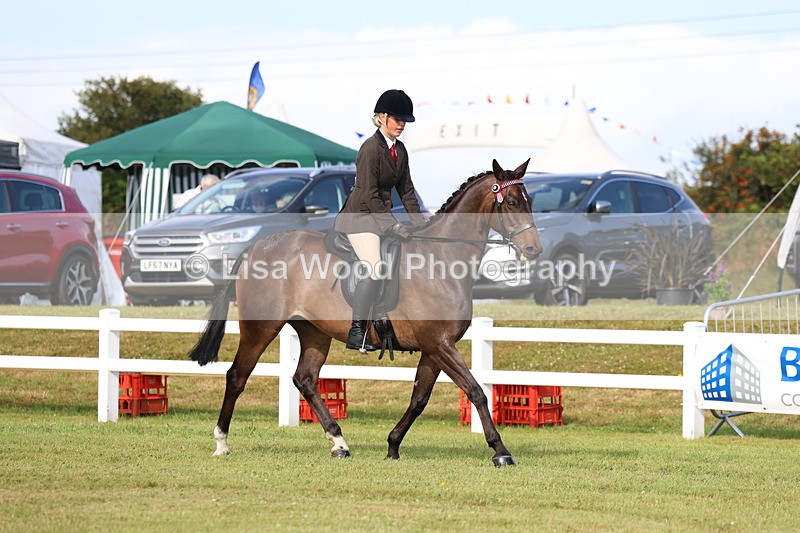 3E7A8256 - Class 2: Rising Star Large Hack/Riding Horse