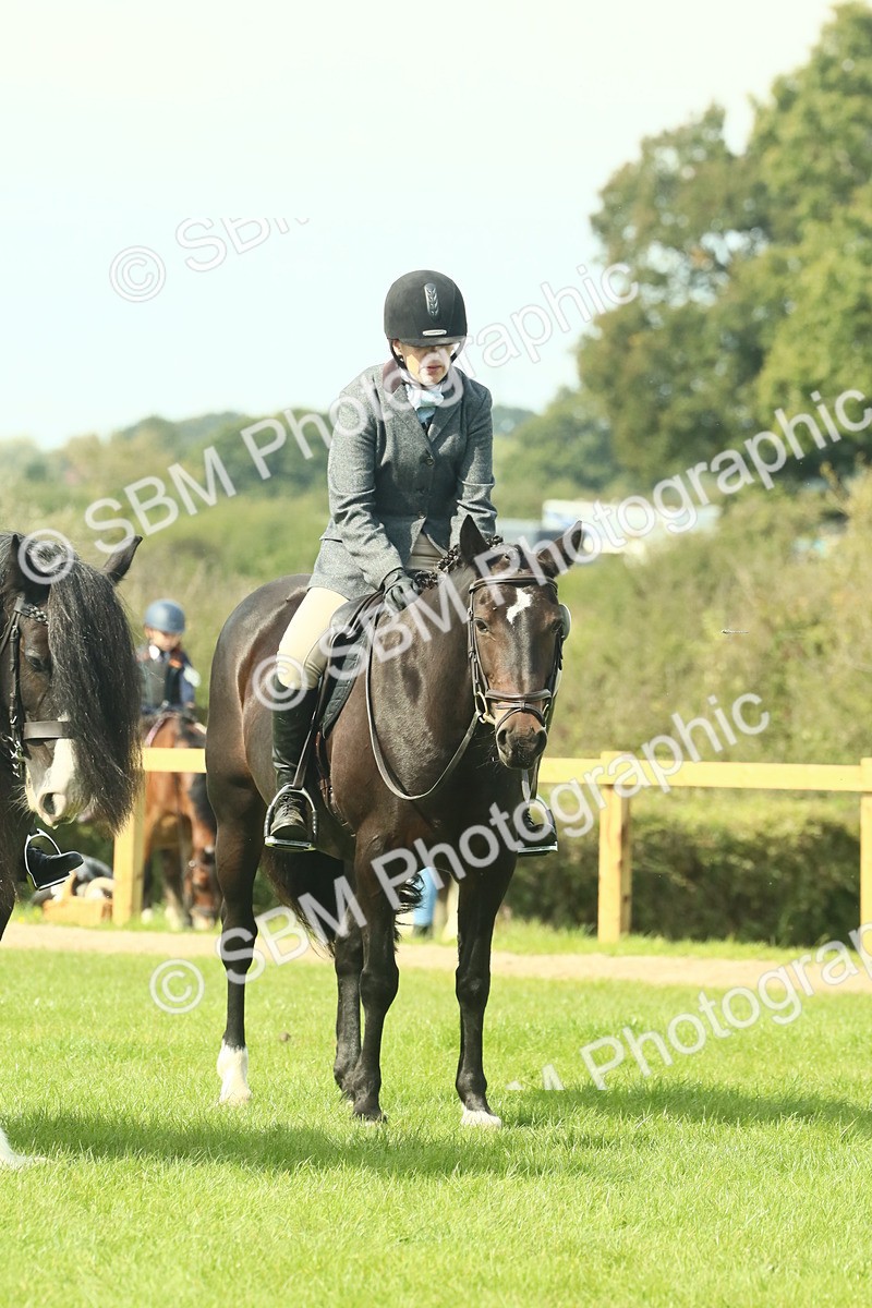 SBM_66689 - S34 - Rehabilitated Rescue Horse & Pony In Hand & Ridden