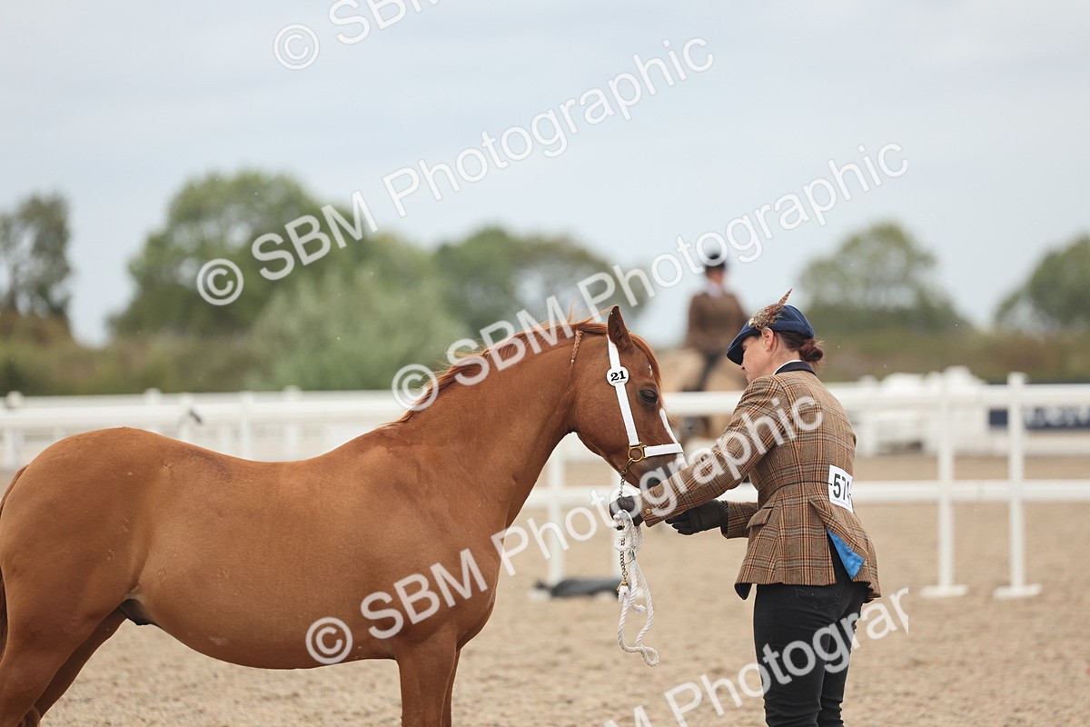 SBM_19333 - Class 317 - IH Pure Bred Horse-Pony