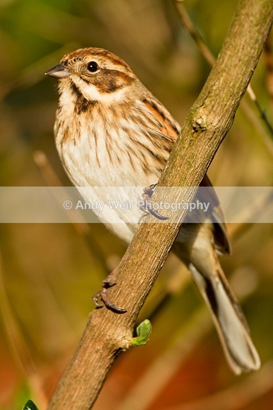 20120415-_MG_9532 - Buntings