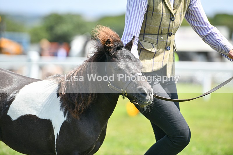 DSC_7390 - Class 62: Coloured Pony Youngstock