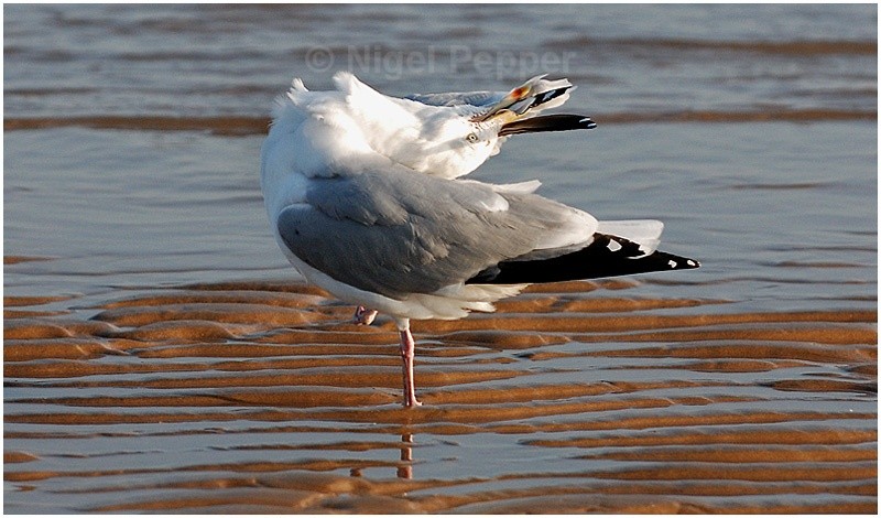 Preening - Leggy the Herring Gull