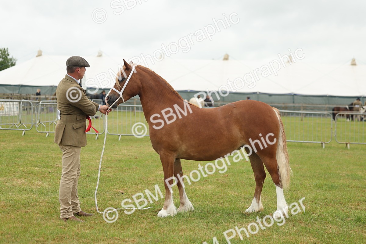 SBM_02360 - Class 50-57 - M&M Welsh Pony In Hand